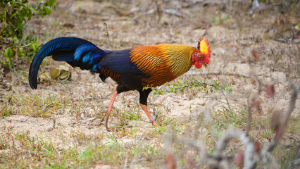 Amazing Sri Lankan jungle fowl foraging the Forests of Yala national park, endemic and national bird of Sri Lanka.