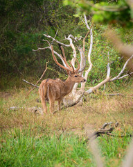 Naklejka na ściany i meble Majestic deer with huge antlers standing in the jungle, keep an eye on the dangers of the surroundings.