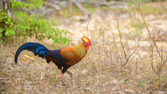 Beautiful Sri Lankan jungle fowl foraging the Forests of Yala national park, endemic and national bird of Sri Lanka.