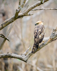 Crested hawk-eagle perch in a tree branch view from the bird's back. This beautiful and majestic hunter bird was spotted in Yala national park,