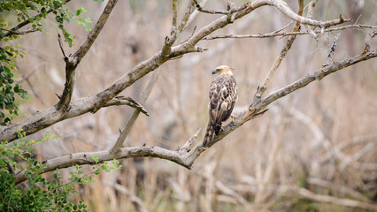 Crested hawk-eagle perch in a tree branch photograph from the bird's back landscape view. This beautiful and majestic hunter bird was spotted in Yala national park,