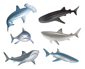 Fototapeta premium Shark. Underwater wild life different realistic dangerous sharks decent vector illustrations collection