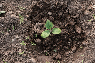 Seedlings on the Polycarbonate greenhouse. Gardening. Shoots and plants, growing,windowsill. Selective focus