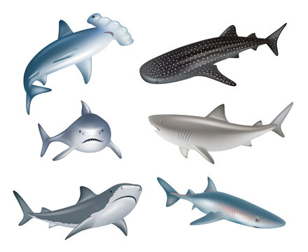 Shark. Underwater wild life different realistic dangerous sharks decent vector illustrations collection