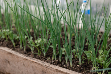 Seedlings on the Polycarbonate greenhouse. Gardening. Shoots and plants, growing,windowsill. Selective focus