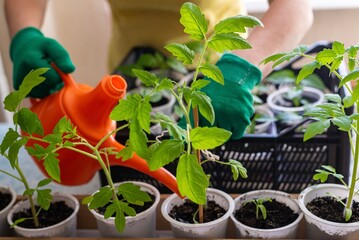 Home gardening, Watering tomato seedlings in a box with a watering can at home on a wooden table. Spring work. Agriculture and farming