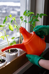 Home gardening, Watering tomato seedlings in a box with a watering can at home on the windowsill. Spring work. Agriculture and farming