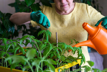 Home gardening, a woman aged gardener takes care of tomato seedlings at home, watering from a watering can. The concept of farming, growing seasonal plants. Hobby senior