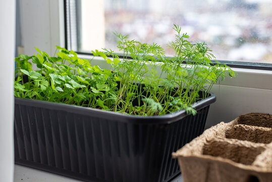 Young green dill and parsley in a box on the windowsill. Home gardening, spring seedling season