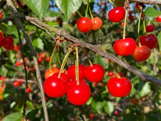 Ripe cherries fruits on the tree