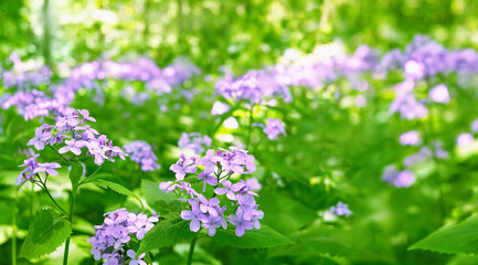 Obraz premium blossoming beautiful violet Lunaria rediviva flowers close up on natural green forest background. Lunaria rediviva (Perennial honesty) decorative wild perennial herbaceous plant. spring summer season
