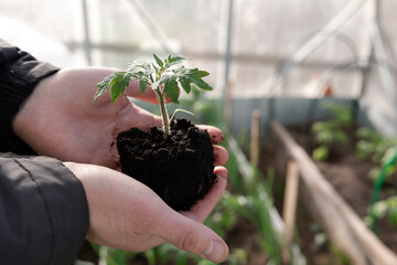 agriculture teamwork. farmers team hands plant a small plant in the ground soil. business teamwork agriculture concept. team man and woman hands close up with plant plant in eco mud soil