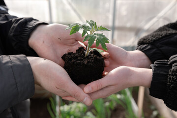 agriculture teamwork. farmers team hands plant a small plant in the ground soil. business teamwork agriculture concept. team man and woman hands close up with plant plant in eco mud soil