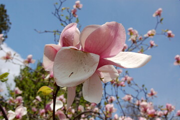 pink magnolia flowers