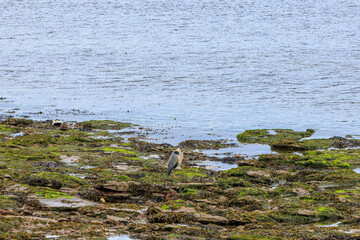 A scenic view of a grey Heron on a rocky beach with green seaweeds at low tide