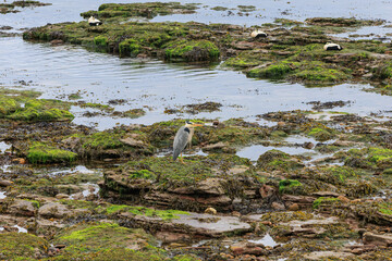 A scenic view of a grey Heron on a rocky beach with green seaweeds at low tide