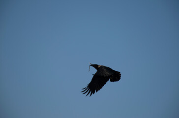 Flying Crow with twig in its mouth. Black crow soaring in the sky.