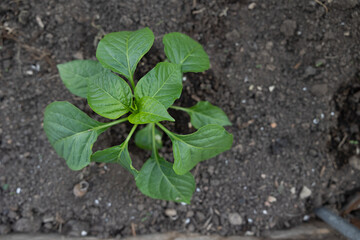 Seedlings on the Polycarbonate greenhouse. Gardening. Shoots and plants, growing,windowsill. Selective focus