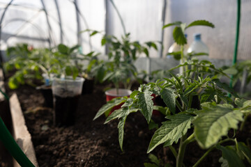 Seedlings on the Polycarbonate greenhouse. Gardening. Shoots and plants, growing,windowsill. Selective focus