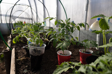 Seedlings on the Polycarbonate greenhouse. Gardening. Shoots and plants, growing,windowsill. Selective focus