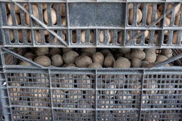 fresh organic potatoes in the field. Planting potatoes in the ground. Beds with potatoes