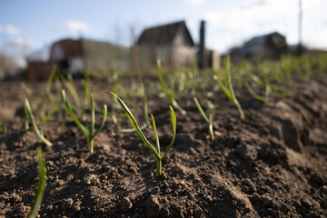 Seedlings on the Polycarbonate greenhouse. Gardening. Shoots and plants, growing,windowsill. Selective focus