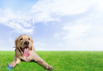 puppy dog in the summer in the garden for a walk