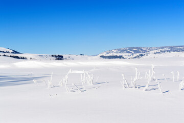 Fototapeta na wymiar Lamar valley during winter, Yellowstone, Wyoming, Montana, USA.