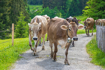 Kühe - Weg - Bauernhof - Rückkehr - Herde - Allgäu