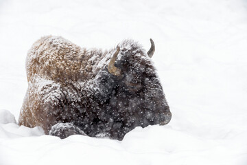American Bison (Bison bison) lying down during blizzard in winter, Yellowstone National Park, Wyoming, United States.