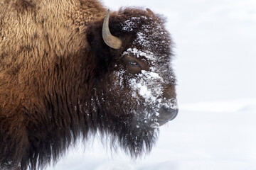 American Bison (Bison bison) portrait during winter, close up, Yellowstone National Park, Wyoming, United States.