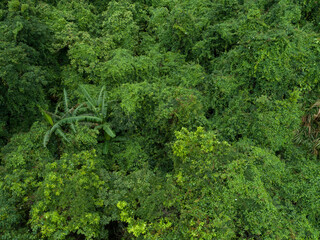 Aerial view of beautiful forest mountain landscape