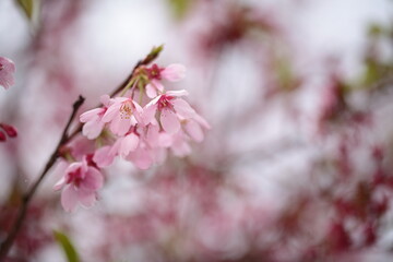 桜の花のアップ
