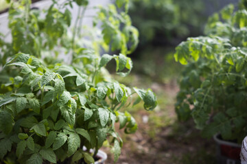 Seedlings on the Polycarbonate greenhouse. Gardening. Shoots and plants, growing,windowsill. Selective focus