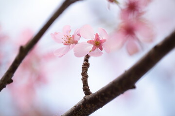 桜の花のアップ