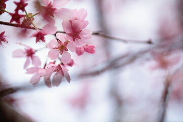 桜の花のアップ