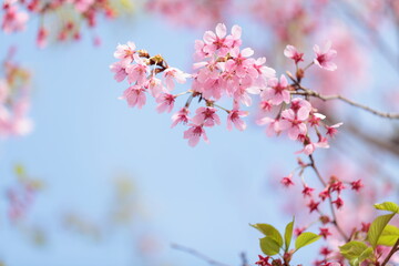 青空と桜の花のアップ