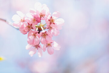 桜の花のアップと青空の背景
