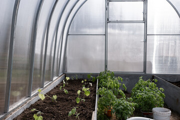 Polycarbonate greenhouse in the garden. The greenhouse is used for growing organic plants at home. Growing vegetables and fruits, gardening. The light is the setting bright sun.	
