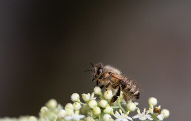 Close up of a small honey bee perched on a light colored wildflower against a brown background with plenty of room for text.