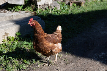 Several red, farm chickens eating some corn in the countryside. Farming and Pet Concept