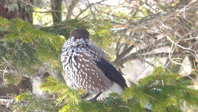 spotted nutcracker  sitting on a branch against the backdrop of snow-capped mountains, Tatra National Park. Zakopane, Poland
