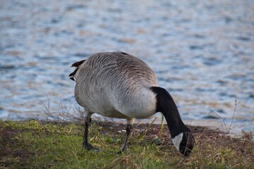 Naklejka na ściany i meble country goose on the lake