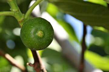 An early green fig ready to be picked. The first batch of figs which appear in Spring. They don’t ever fully ripen. They are used to make green fig jam otherwise known as green fig preserve. 