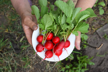 In the hands of a farmer, a freshly picked radish on a white plate.