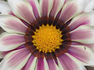 Obraz premium close up of pink flower