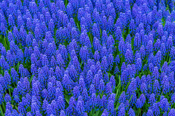 Muscari, blue flowers, top view, bright spring blue background - Powered by Adobe