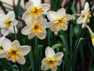 Large fresh flowers of daffodils on a green background of leaves. Delicate floral background.