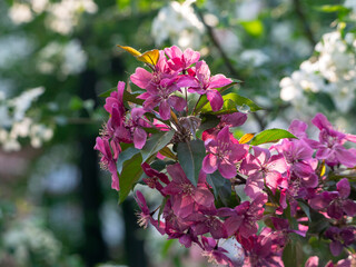 A branch of an apple tree with purple flowers against a background of blooming apple trees with white flowers. Colorful spring floral background.