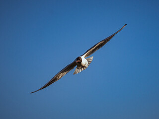 Bird soaring in the sky